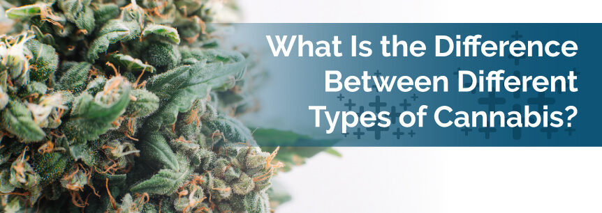 What is the Difference Between Different Types of Cannabis?