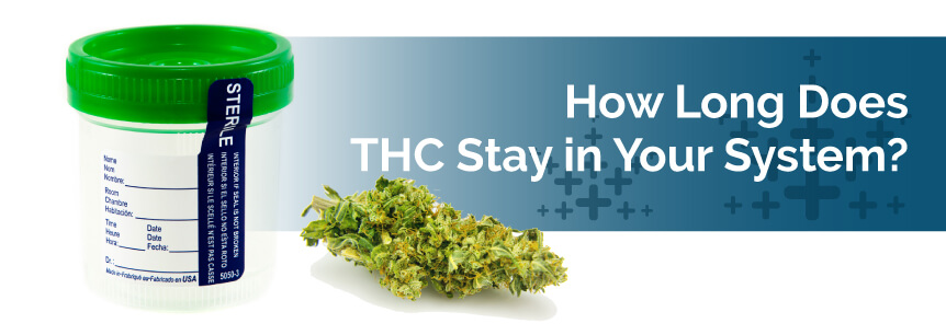 How Long Does THC Stay in Your System