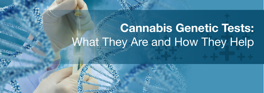 cannabis genetic tests