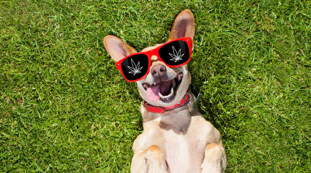 Top Pot Head Pet Names Inspired by 420 Culture